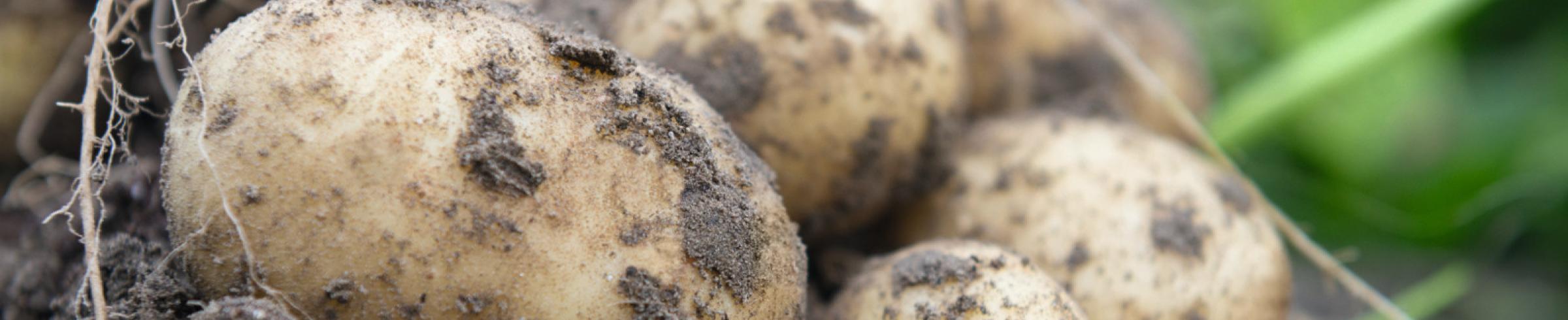 Rien inspecting a potato field from True Potato Seed