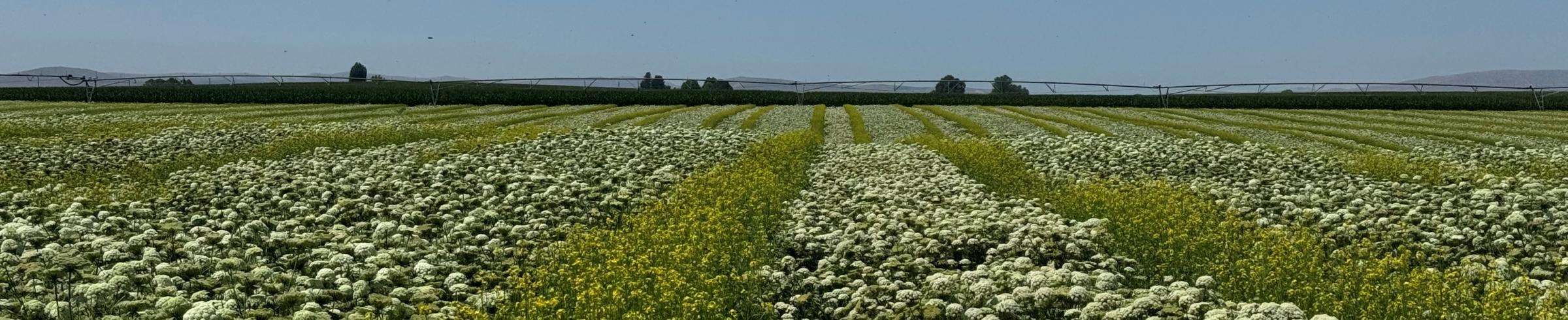 organic seed production