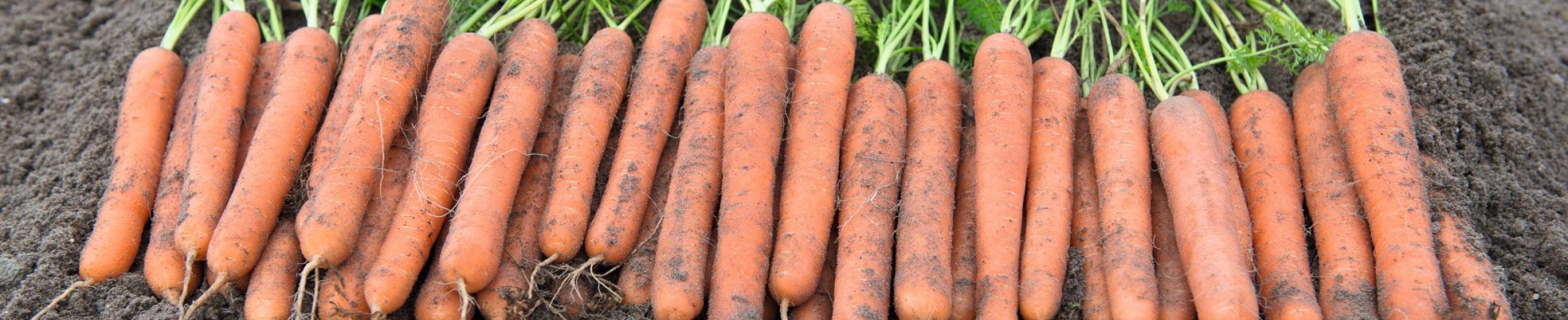 Carrot Mokum