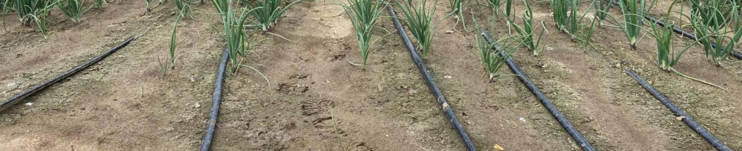 De Groot en Slot - Proeven in de Noordoostpolder