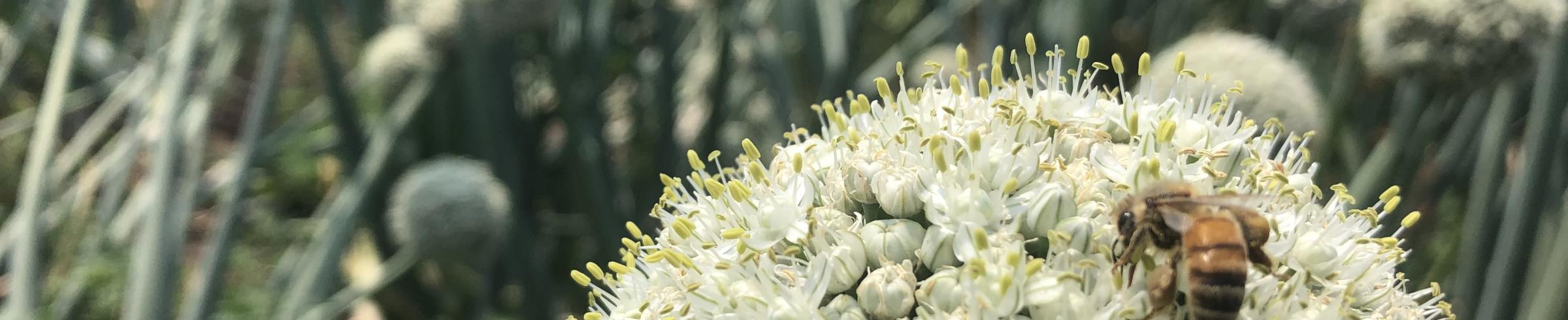 Bees_tasmania