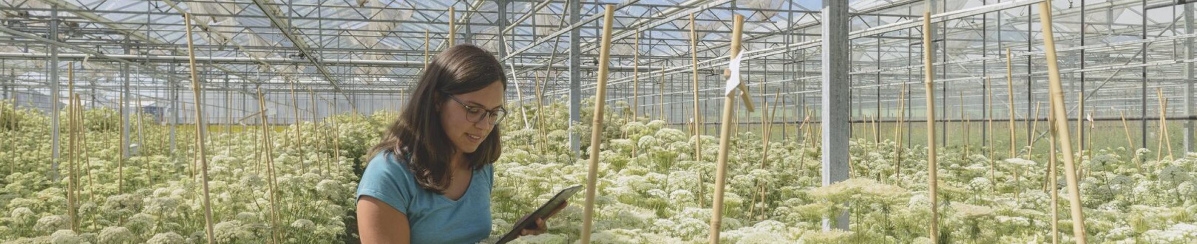 Veredelaar Nicoletta Bertolin inspecteert een wortelzaadproductieveld in een Bejo-kas in Noord-Holland. 