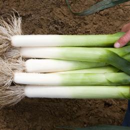 Leek