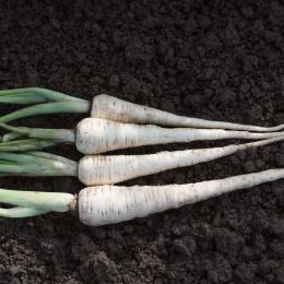 Parsnip