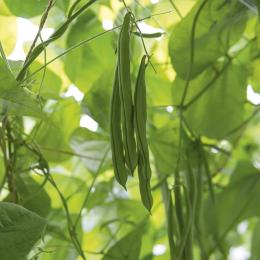 Beans