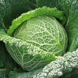Savoy cabbage