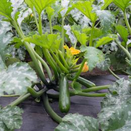 Courgette LADOGA