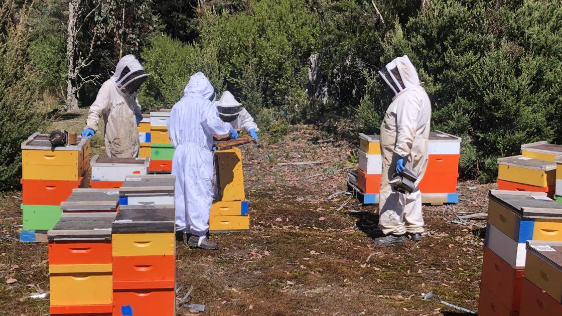 Bees Pollination