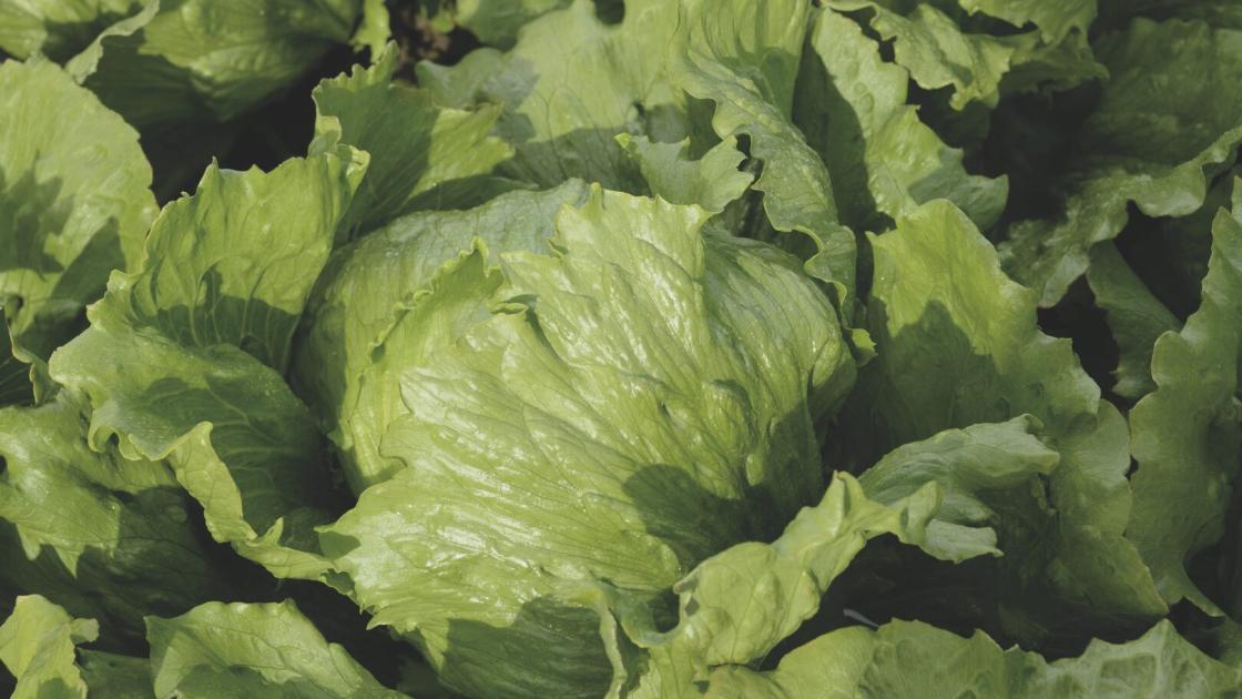 Lettuce Cherice