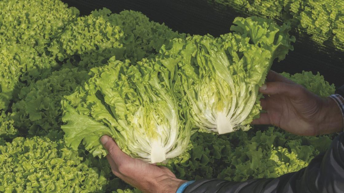 Lettuce batavia joel