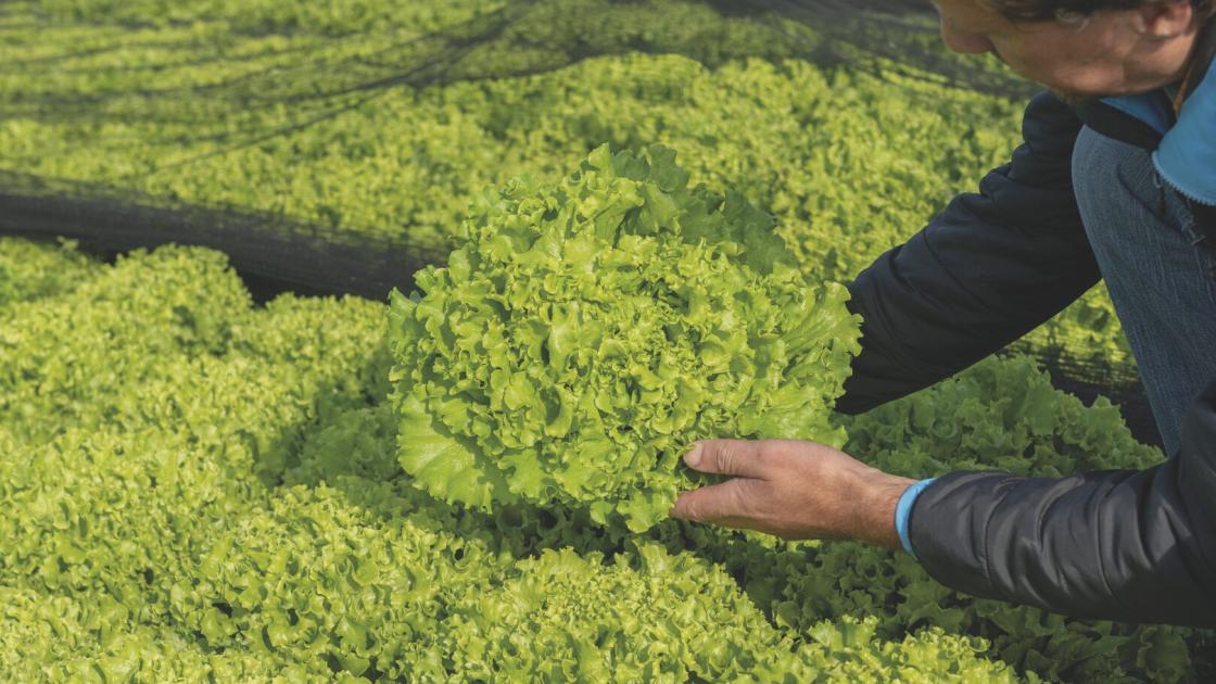 Lettuce