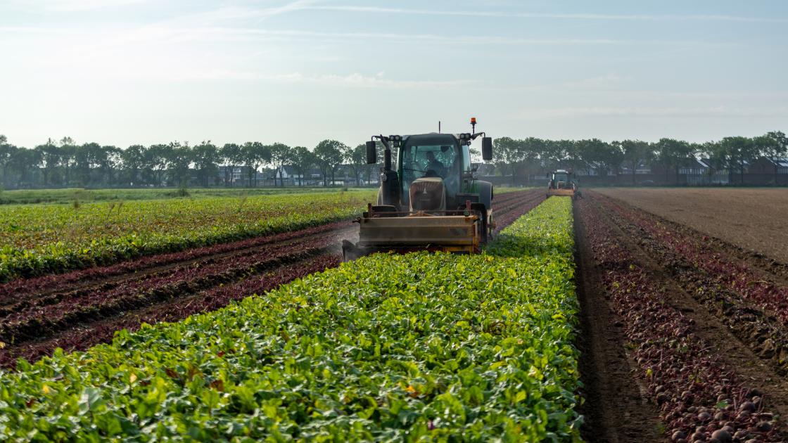 Oogst biologische rode bieten