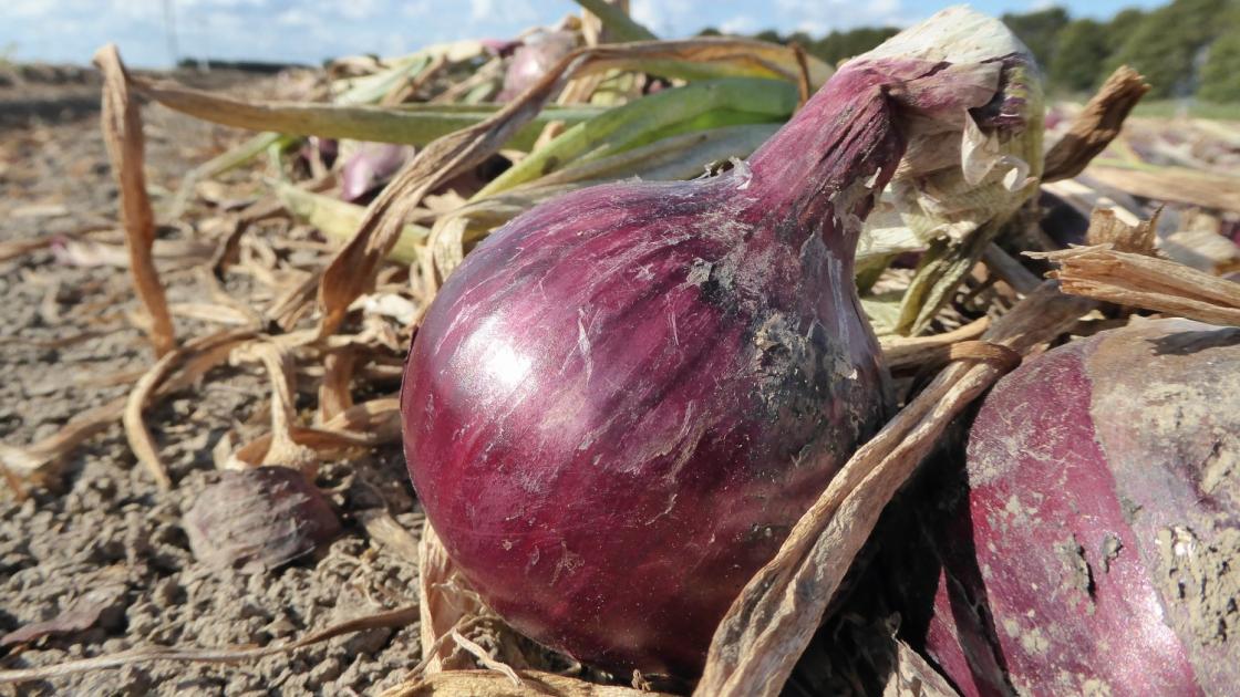 red onion