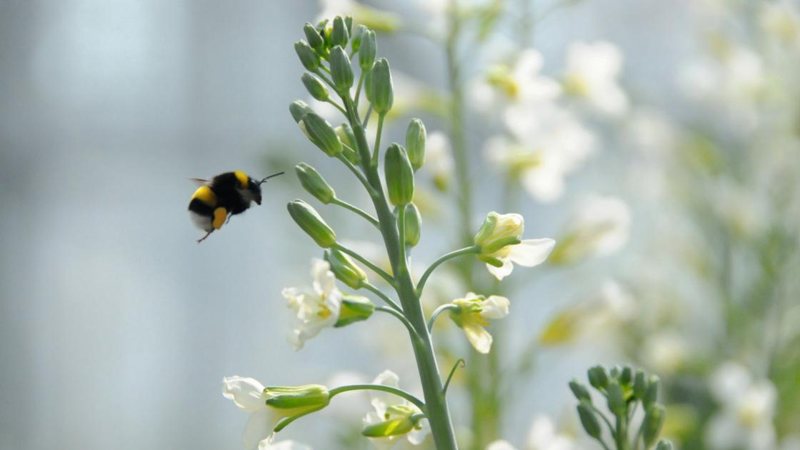 bee breeding