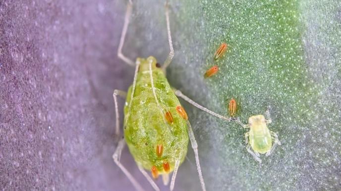  Aphidoletes aphidimyza