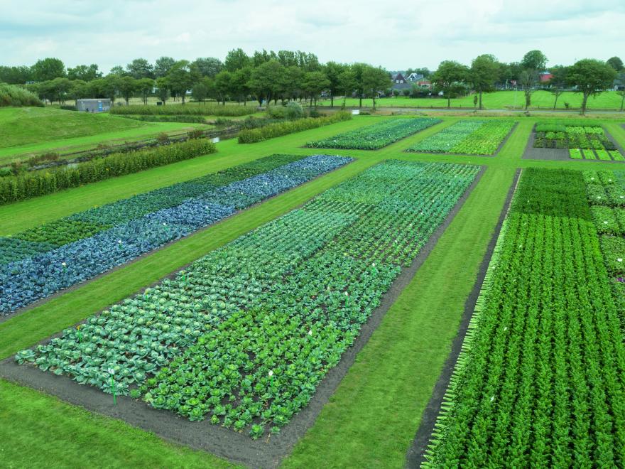 Bejo organic demo fields
