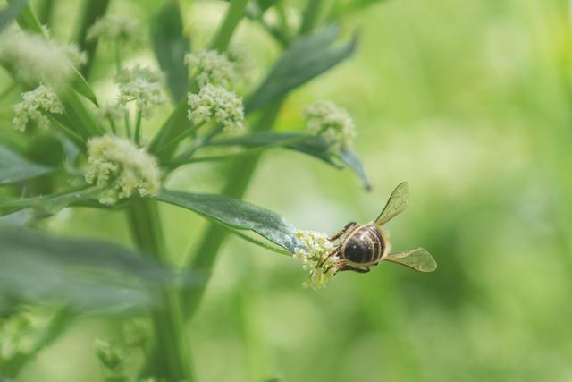 Bij op selderijplant