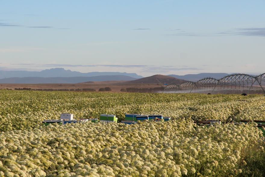 carrot field tas