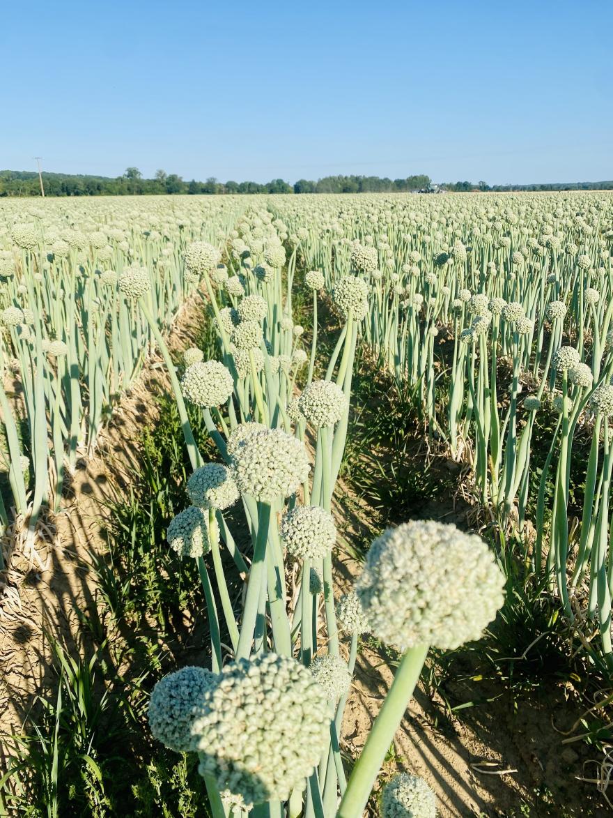 organic seed production 2