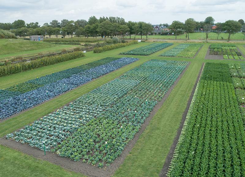 organic demo field
