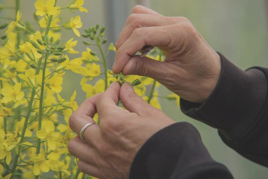 breeding pollination