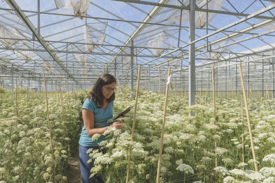 Veredelaar Nicoletta Bertolin inspecteert een wortelzaadproductieveld in een Bejo-kas in Noord-Holland. 