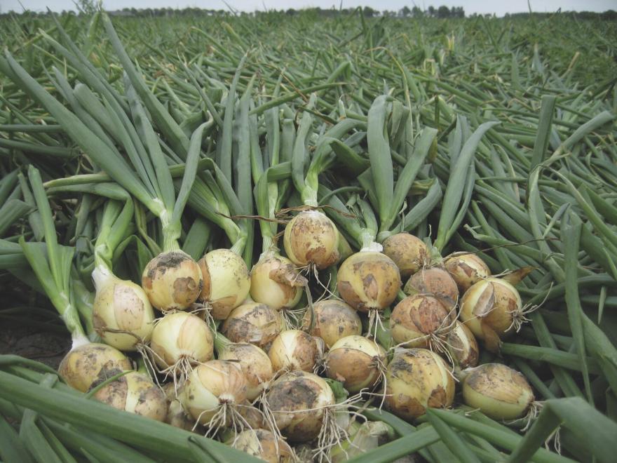 onions