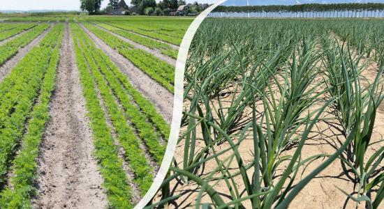 B-Mox® seed enhancing technology