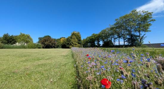 Geïntegreerde plaagbestrijding 