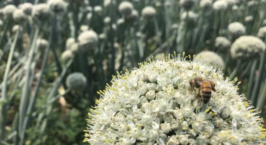 Bees_tasmania