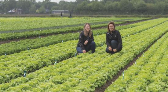 Lettuce field Bremia resistance announcement 2023