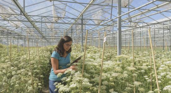 Veredelaar Nicoletta Bertolin inspecteert een wortelzaadproductieveld in een Bejo-kas in Noord-Holland. 