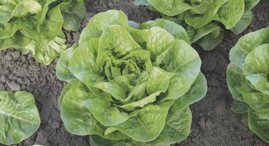 lettuce
