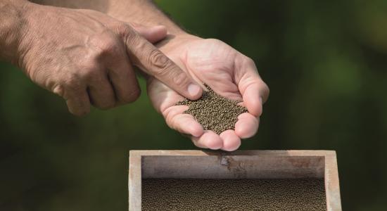 Organic seeds